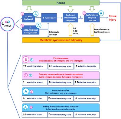 Immuno-Endocrinology of COVID-19: The Key Role of Sex Hormones